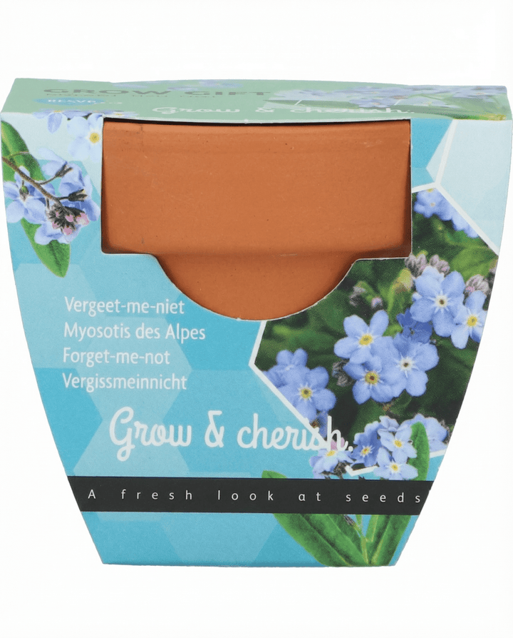 Forget Me Not seeds (Myosotis alpestris) – grow kit