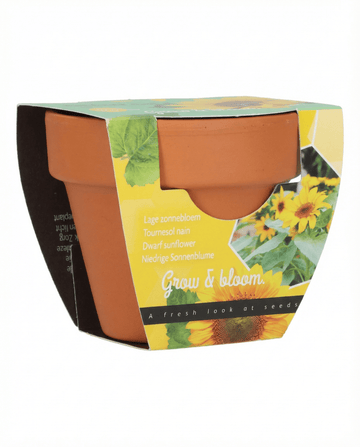 Dwarf Sunflower Gift Terracotta Pot frø (Helianthus annuus) – dyrkningssæt