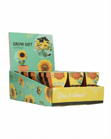 Dwarf Sunflower Gift Terracotta Pot (Helianthus annuus) – frø til dyrkningssæt fra SeedsChoice