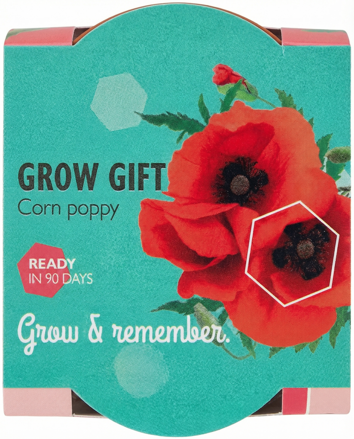Sementes de papoila em vaso de terracota (Papaver rhoeas) – kit de cultivo anual