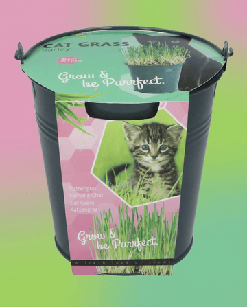 Barmil Ħaxixa tal-Qtates Xgħir (Hordeum vulgare) – żrieragħ tal-kit tat-tkabbir minn SeedsChoice