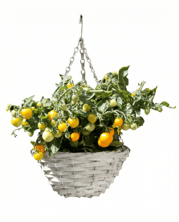 Zwerg-Kirschtomaten Gourmandise Yellow Hängkorb Samen (Solanum lycopersicum) – Gemüse