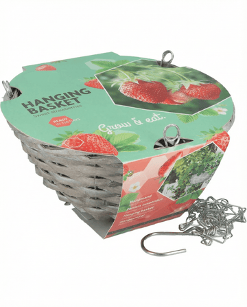 Fragaria × ananassa – Hanging Basket Strawberry Temptation grown from seed