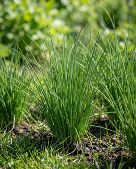 Chives Seed Pads Allium Schoenoprasum Perennial Herb 4 Pads