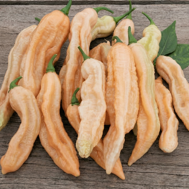 Dorset Pink Pepper-frø (Capsicum chinense) – etårig grøntsag