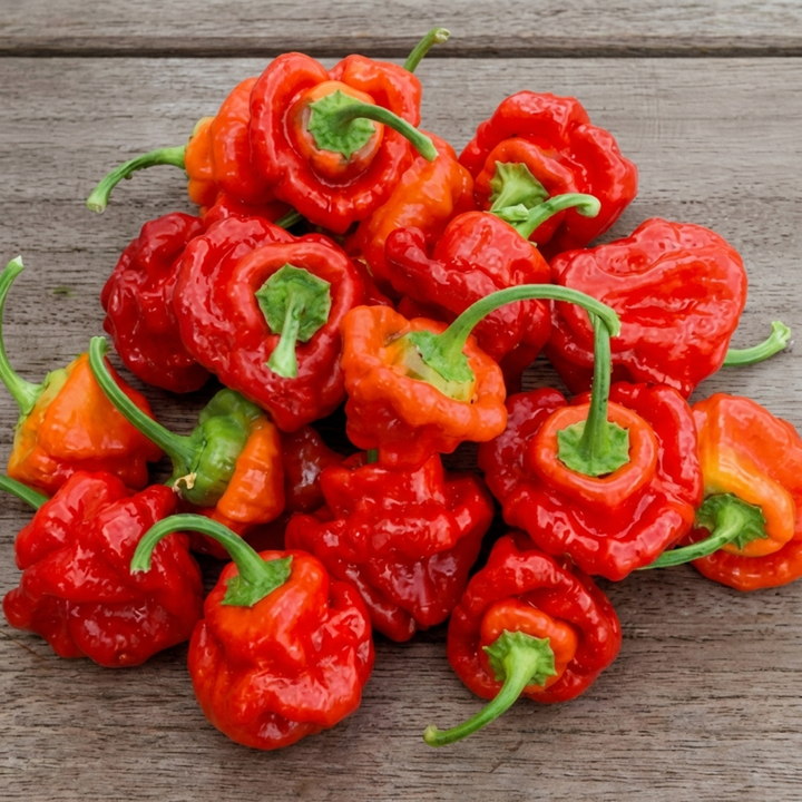 Żrieragħ Scotch Bonnet Pepper Aħmar (Capsicum chinense) – ħaxix annwali