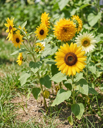 Auringonkukka 6 Varieties Collection Set (Helianthus annuus) – yksivuotiset kukkasiemenet SeedsChoicelta