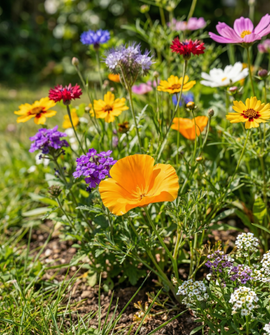 Friendly Flowers sommerfuglevenlighed frø enårig blomsterblanding 15g