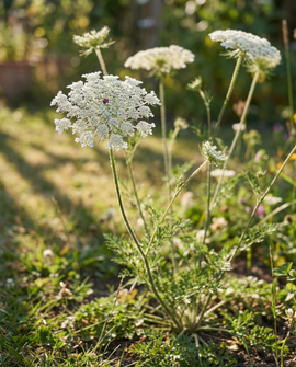Żrieragħ ta' Zunnarija Selvaġġa Daucus Carota Fjura Biennali