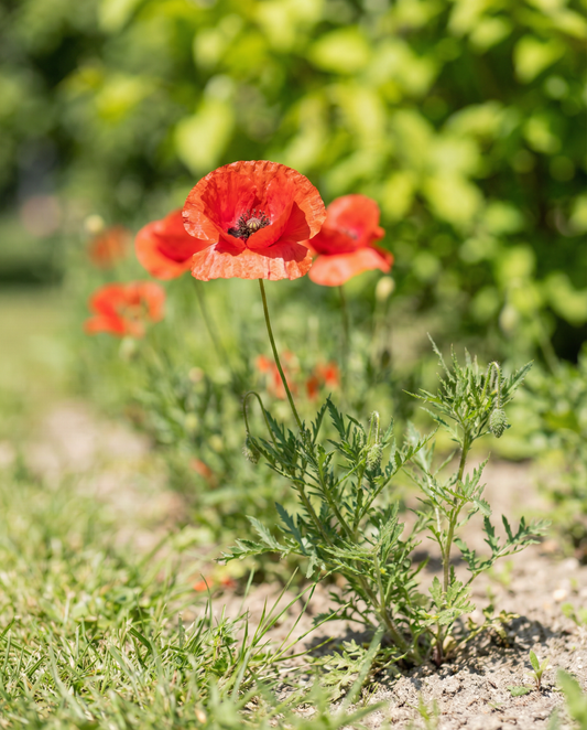Almindelig valmue mix (Papaver rhoeas) – frø til etårig blomst fra SeedsChoice