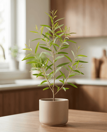 Zitroneneukalyptus Samen (Eucalyptus citriodora) – mehrjähriges Kraut