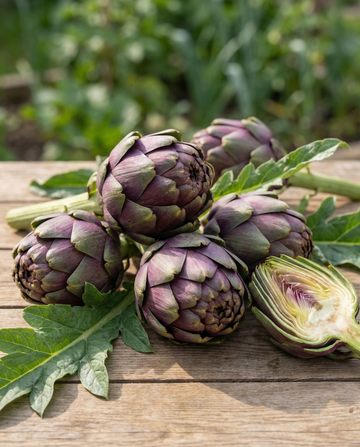 Artiskok Violetto Precoce (Cynara scolymus) – frø til flerårig grøntsag fra SeedsChoice