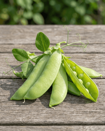 Sugar Pea Sweetsalome seeds (Pisum sativum) – annual vegetable