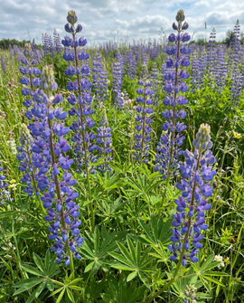 Lupin bleu graines Lupinus Angustifolius engrais vert annuel 100g