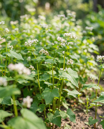 Buckwheat Green Manure 250g (Fagopyrum esculentum) – annual green manure seeds from SeedsChoice