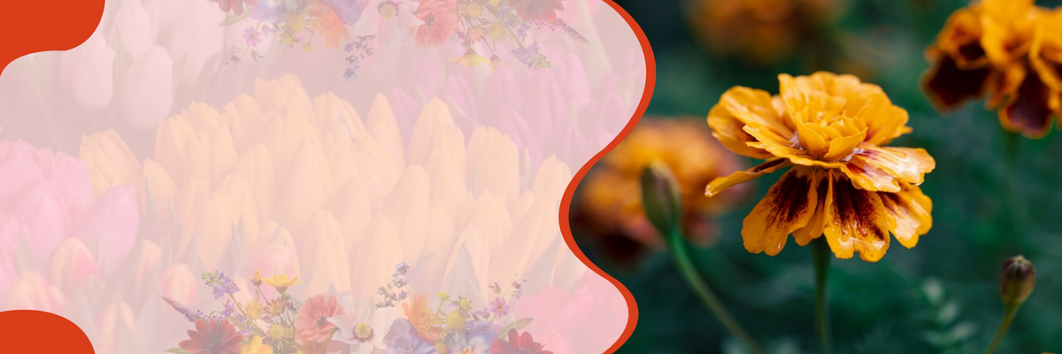 Blomster – banner hos SeedsChoice