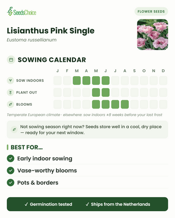Kalendarju taż-żrigħ għall-Lisianthus Pink Single f'klima Ewropea temperata: żra' ġewwa minn Marzu sa Ġunju, ittrasplanta minn Mejju sa Ġunju, jħaddar minn Mejju sa Awwissu; iż-żrieragħ jinħażnu tajjeb sal-istaġun taż-żrigħ li jmiss