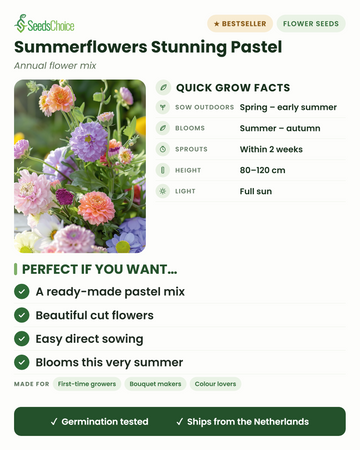 Summerflowers Stunning Pastel fatti ta' tkabbir rapidu: żerragħ direttament fir-rebbiegħa sal-bidu tas-sajf, jiffjorixxu mis-sajf sal-ħarifa, tul 80-120 cm, xemx sħiħa — taħlita pastell lesta għat-qtugħ