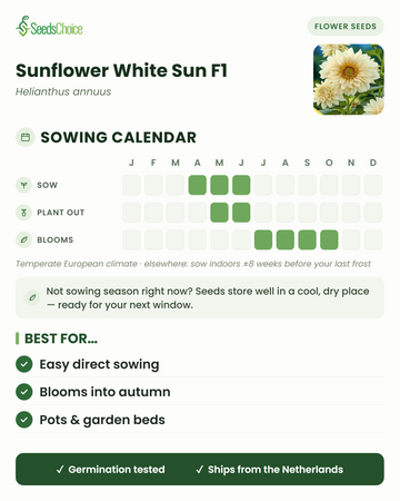 Sowing calendar for Sunflower White Sun F1 in a temperate European climate: sow April to June, plant out May to June, blooms July to October; seeds store well until the next sowing season
